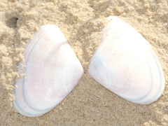 Latona deltoides