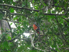 Trogon melanurus
