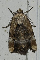 Elaphria chalcedonia