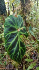 Philodendron verrucosum