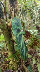 Philodendron verrucosum