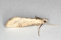 Evergestis isatidalis