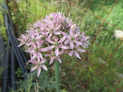 Allium nigrum