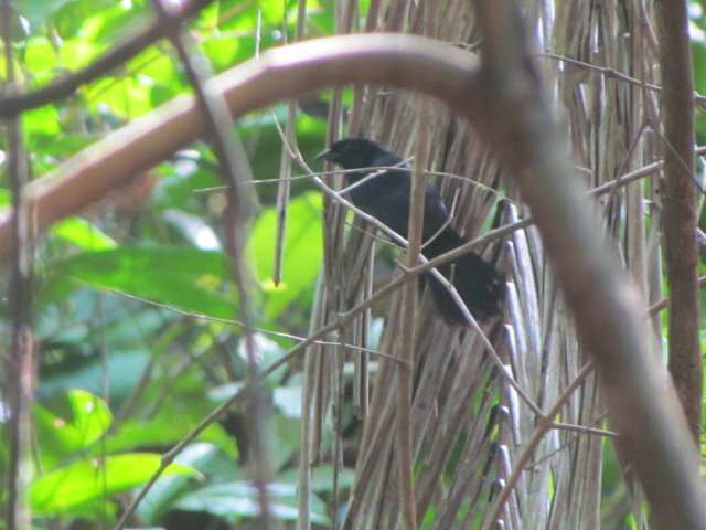 Velvet-fronted Grackle (Lampropsar tanagrinus), photo 8