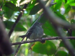Lathrotriccus euleri