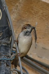 Passer domesticus