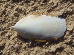 Sepia mestus