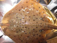 Leucoraja ocellata