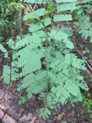 Senegalia berlandieri