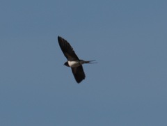 Hirundo rustica