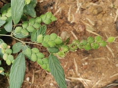 Phyllodium pulchellum