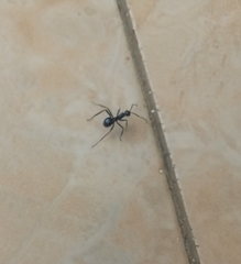 Myrmhopla