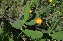 Opuntia megapotamica