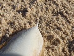 Sepia mestus