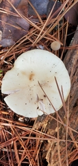 Amanita lavendula