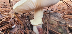 Amanita lavendula