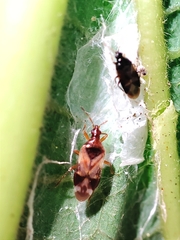 Anthocoris