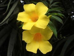 Allamanda