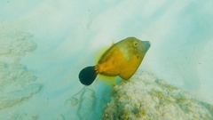 Cantherhines macrocerus