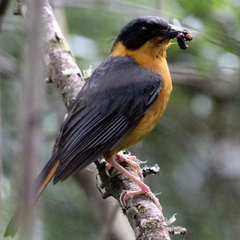 Cossypha dichroa dichroa