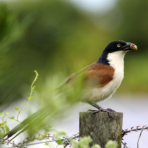 White-browed Coucal