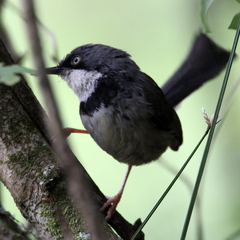 Apalis thoracica claudei