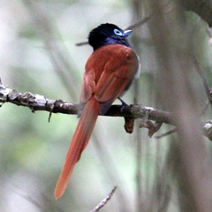 Terpsiphone viridis granti