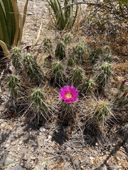 Echinocereus enneacanthus enneacanthus