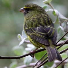 Crithagra scotops umbrosa