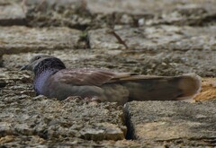 Columba livia domestica
