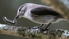 Muscicapa adusta adusta