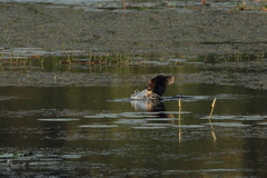 Dendrocygna javanica