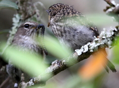 Muscicapa adusta adusta