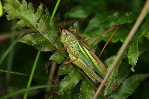 Gampsocleis sinensis · iNaturalist