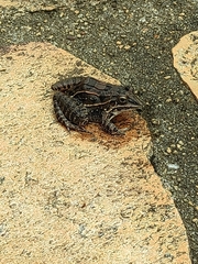 Leptodactylus fuscus