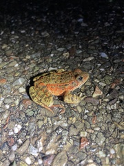 Rana draytonii