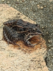 Leptodactylus fuscus