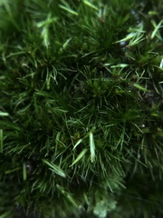 Campylopus flexuosus