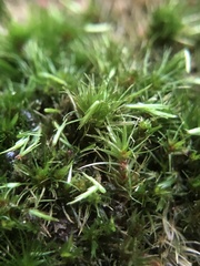 Campylopus flexuosus