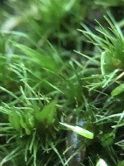 Campylopus flexuosus