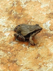 Physalaemus