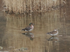 Sibirionetta formosa