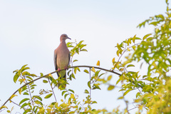 Streptopelia bitorquata