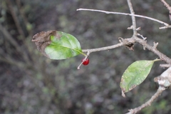 Ilex ambigua