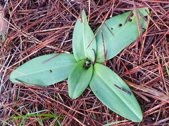 Ophrys sphegodes massiliensis