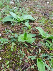 Himantoglossum robertianum