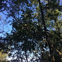 Diospyros morrisiana