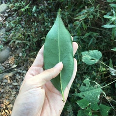 Diospyros morrisiana