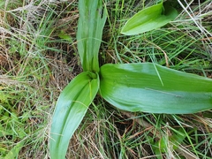 Himantoglossum robertianum
