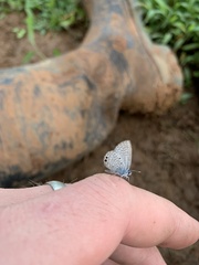Hemiargus ceraunus